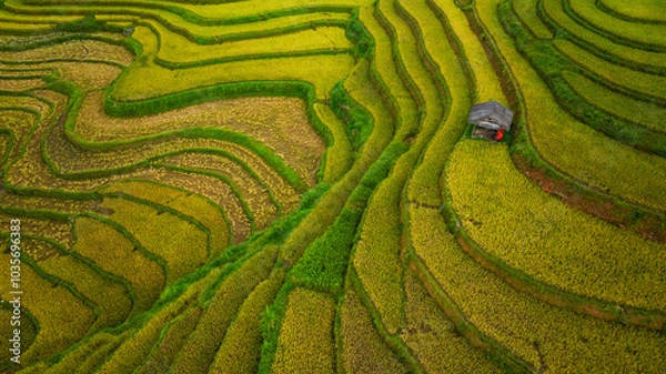 Fototapeta An aerial view of vibrant golden rice terraces curving across the hills, with small traditional huts nestled in between, showcasing the harmony between agriculture and nature in a lush landscape.