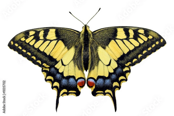 Obraz duży paziowatych