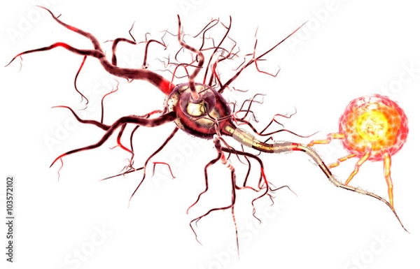 Fototapeta Supportive tissue of the nervous system. Neuron structure. Neuron, astrocyte (glial cell), oligodendrocytes, axon. Isolated on white background