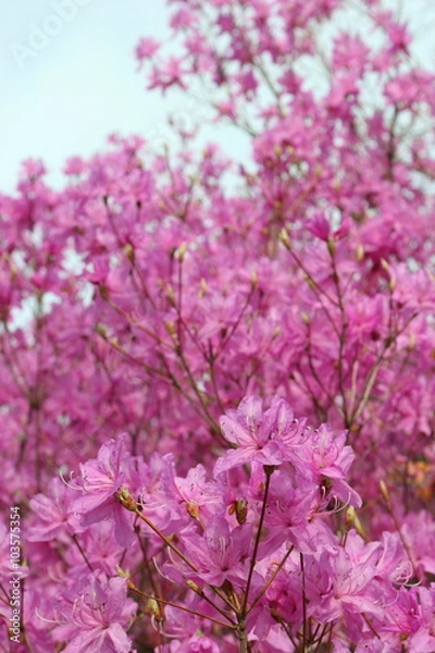 Fototapeta ミツバツツジ