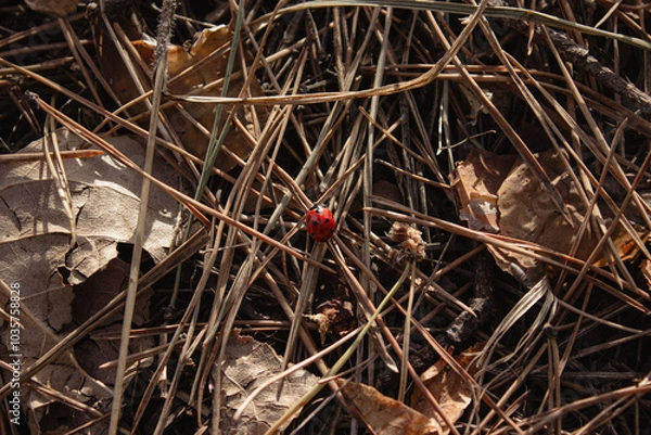 Fototapeta Ladybug on leaves and pine needles