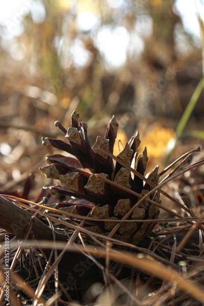 Obraz Pine cone on ground in focus