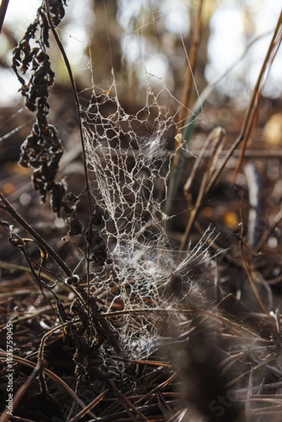 Fototapeta Web on dried plants and grass