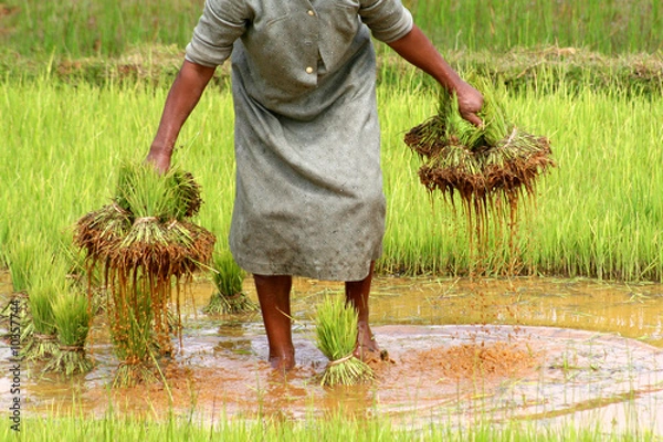 Obraz Reisfeld Madagaskar 08
