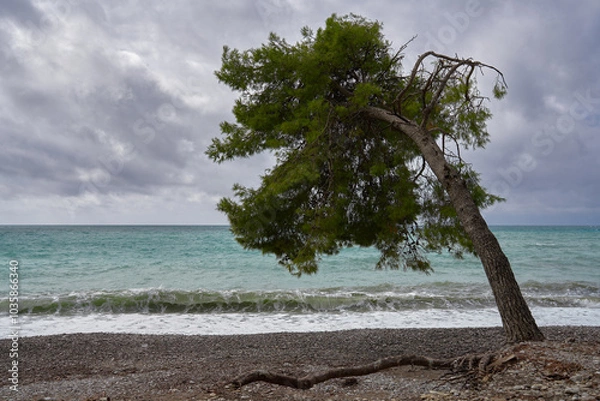 Obraz pine tree on the beach