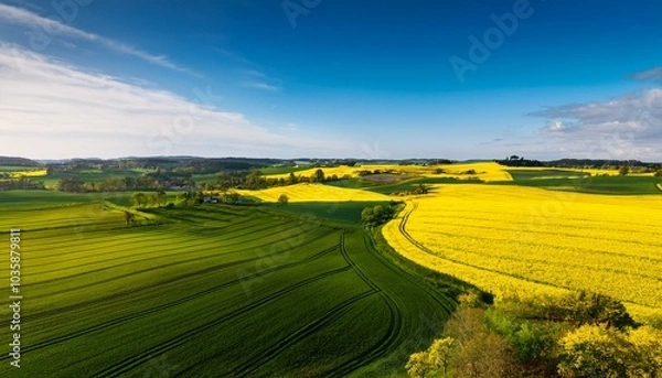 Fototapeta green and yellow farm fields with canola rapeseed in skane sweden during spring