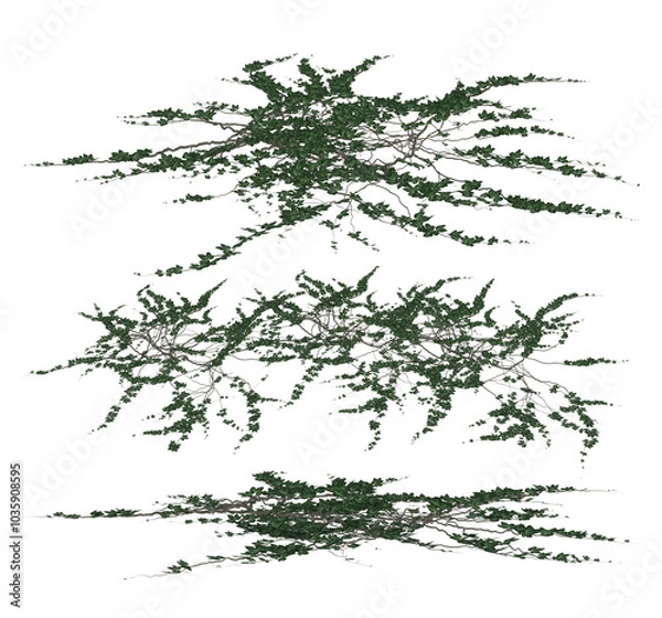 Fototapeta 3D render of ground roaming green ivy in 3 perspectives illustration