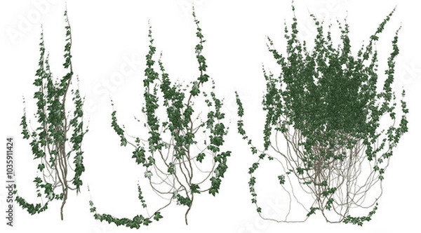 Fototapeta 3D render of running wall ivy illustration