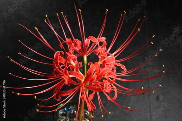 Fototapeta 秋の彼岸花
