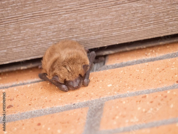 Obraz Big Brown Bat, Eptesicus fuscus