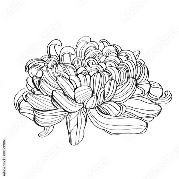 Fototapeta Black and white line illustration of chrysanthemum flowers on a white background. Flower chrysanthemum isolated on white