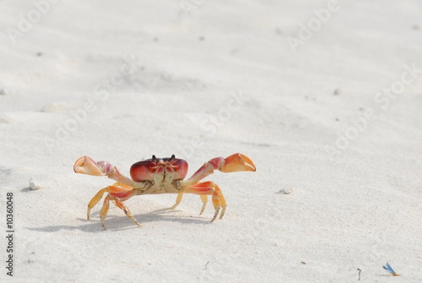 Fototapeta Krab Exploring the Beach