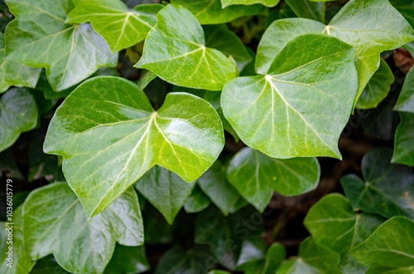 Fototapeta Eufeublätter-Muster in Nahaufnahme