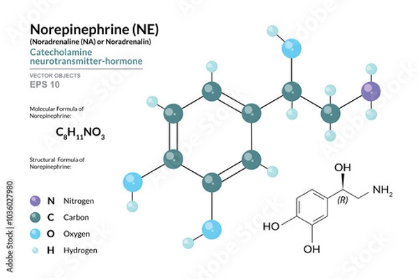 Fototapeta Norepinephrine (NE) or Noradrenaline (NA). Structural Chemical Formula and 3d Model of Molecule. C8H11NO3. Atoms with Color Coding. Vector Graphic Illustration for Educational and Scientific Materials