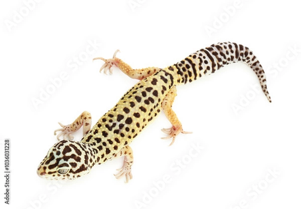 Fototapeta One beautiful gecko isolated on white, top view