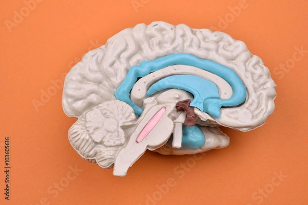 Fototapeta 3D human brain model from external on orange background