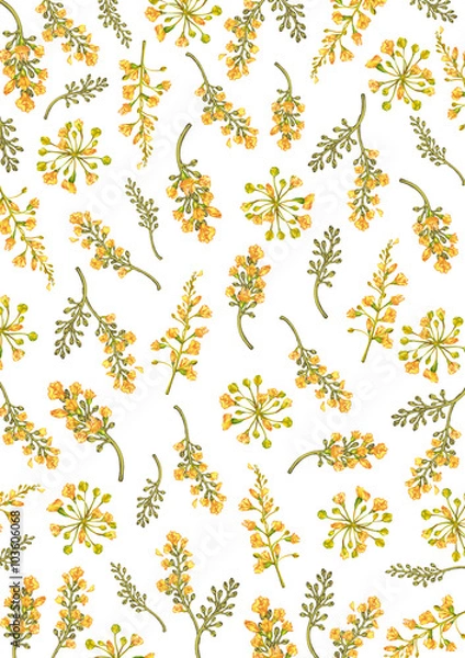 Obraz pencil color Burma padauk flower background