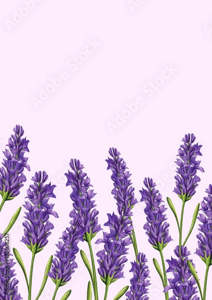 Obraz lavender composition background