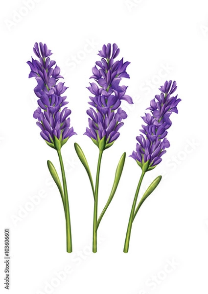 Obraz lavender flower