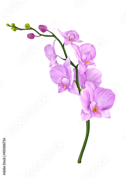 Obraz Pink Orchid Flower