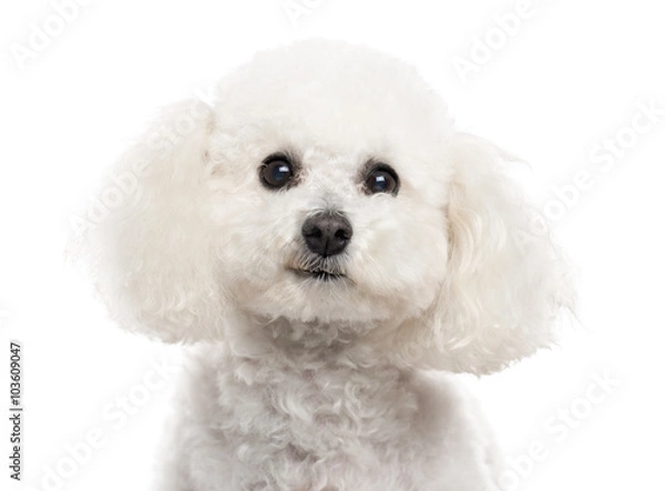 Obraz Close up of a Bichon Frise isolated on white