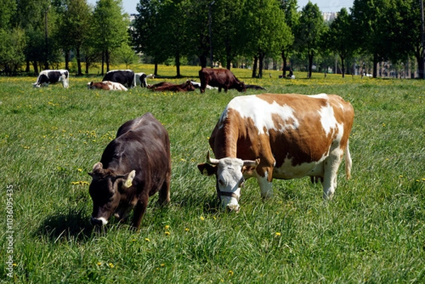 Fototapeta Cows graze on a green meadow.