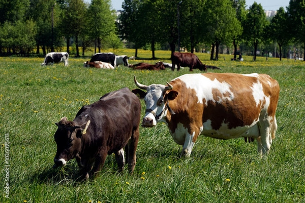 Fototapeta Cows graze on a green meadow.