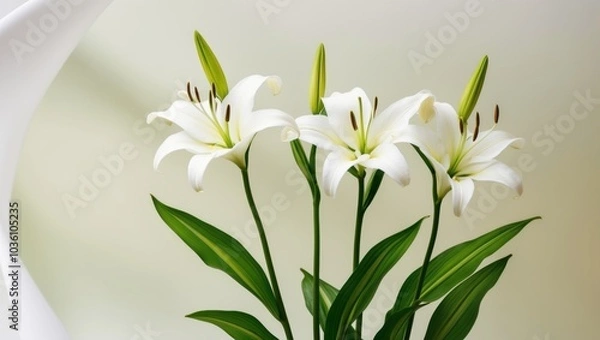 Fototapeta Three Elegant White Lily Flowers with Long Stems and Lush Green Leaves on a Neutral Background.