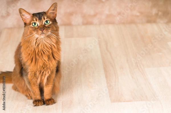 Obraz Somali cat portrait