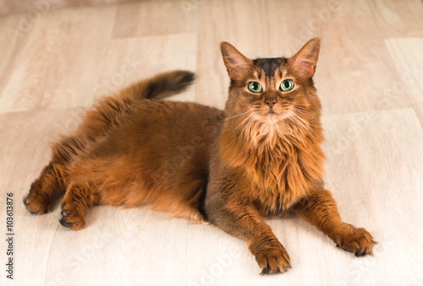 Fototapeta Somali cat portrait