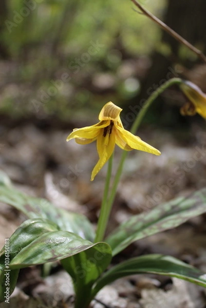 Obraz yellow trout lily flower