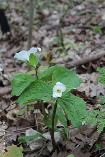 Obraz trillium flower