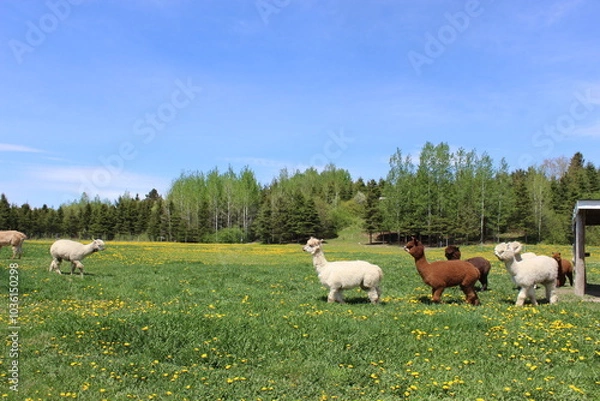 Obraz alpacas on a meadow