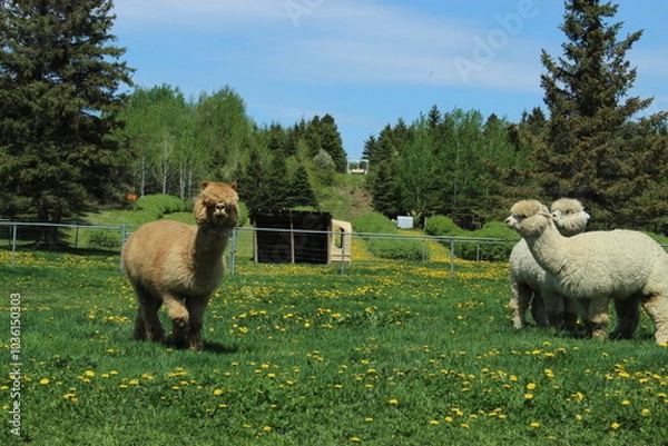 Obraz alpaca in the field