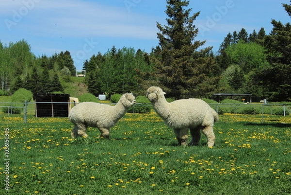 Obraz alpacas in the meadow