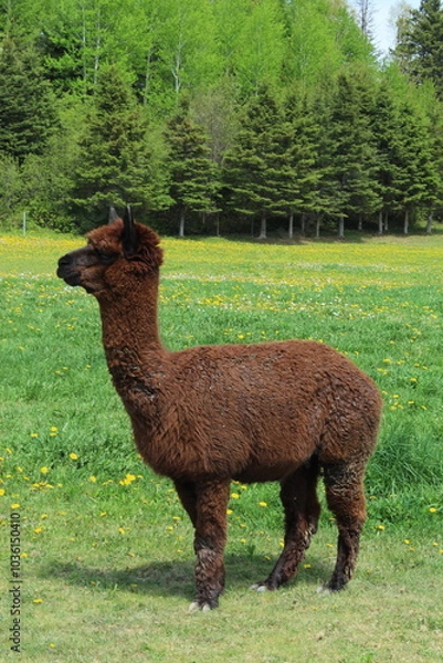 Obraz alpaca in the grass
