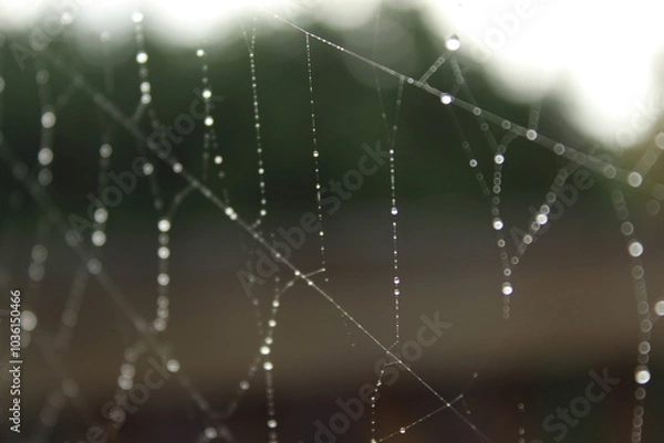 Obraz spider web with dew drops