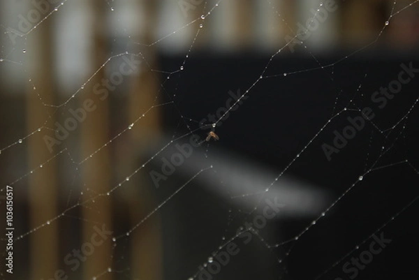 Obraz spider web with dew drops