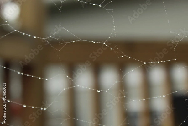 Obraz spider web with dew drops