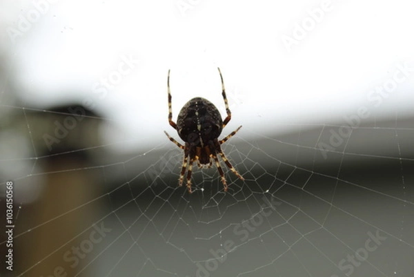 Obraz spider on the web