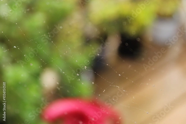 Obraz rain drops on spiderweb