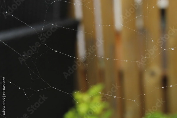 Obraz spider web with dew drops