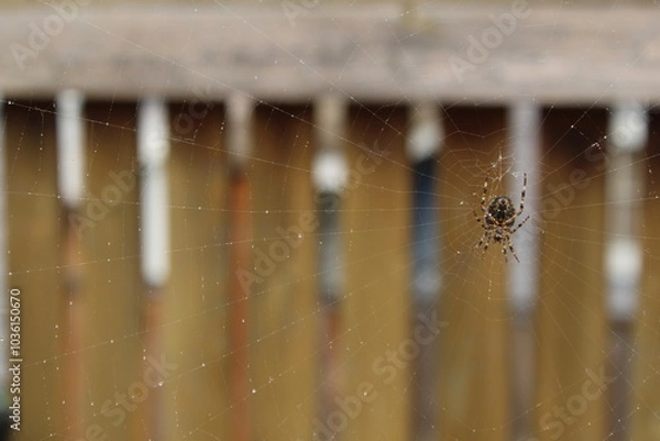 Obraz spider on web