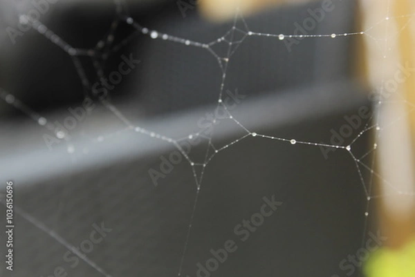 Obraz spider web with dew drops