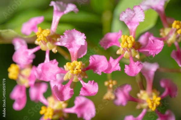 Fototapeta Macro image of the pink blooms of the Acerola plant.