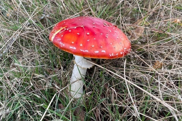 Fototapeta mushroom in the forrest