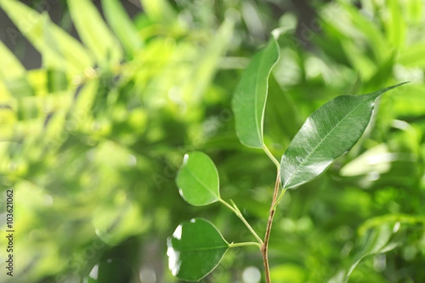 Fototapeta Green leaves of ficus on unfocused background