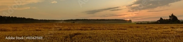 Obraz agricultural golden grain field. serene summer evening rural landscape. widescreen panoramic view format 25x5