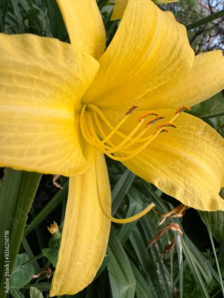 Obraz yellow lilly