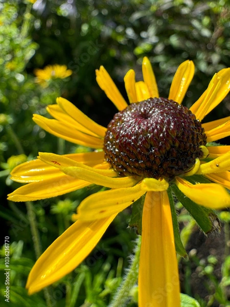 Obraz sun flower wet